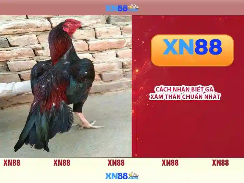 FAQ xn88 - 6 câu hỏi chuyên sâu 