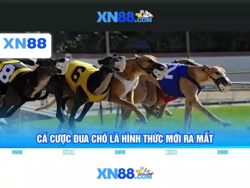 Hướng dẫn tham gia và thanh toán