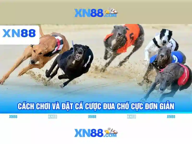 Xn88 là gì?