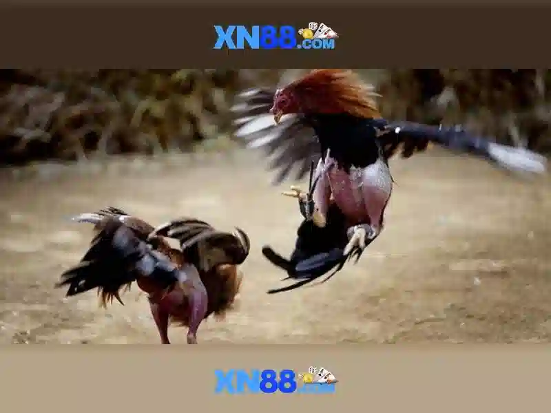 Xn88: Nền tảng giải trí và chơi game trực tuyến hàng đầu