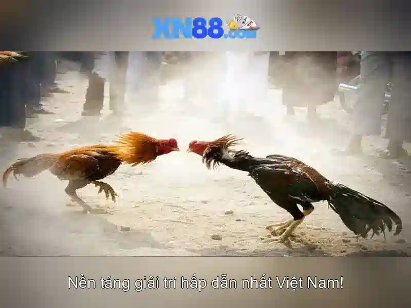 FAQ nâng cao và phản hồi người chơi 