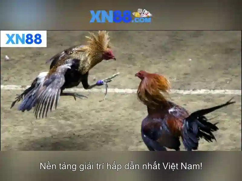 Xn88: Nền tảng giải trí và trò chơi trực tuyến