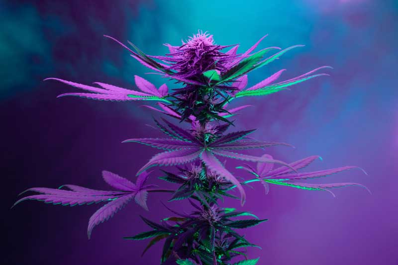 The Ultimate Guide to Los Angeles Cannabis Scene